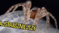 PAJĄKI o ktorych NIE WIECIE 