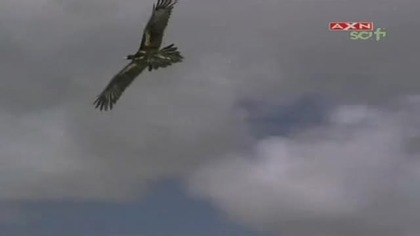 Władca Zwierząt - Płonący las ODC.  18 Lektor PL