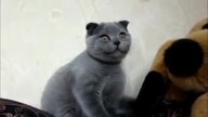 Funny Face Kitty