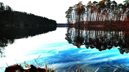 Forest at Sunset  Birds and Woodland Evening Soundscape