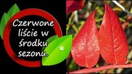 Nagle poczerwieniały liście borówki - powód.