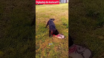 Pies vs.  Kapieć: Ostateczne Starcie! 