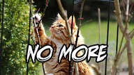 How to Keep Cats Out of Your Garden  My Controversial Opinion