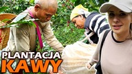 Exploring organic coffee farm in Northern Thailand - From coffee bean to coffee Cup