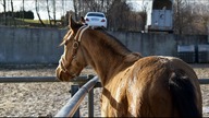 my special one