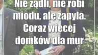 Nie żądli, nie robi miodu, ale zapyla.  Coraz więcej domków dla murarki w Lubelskiem