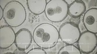 Teoria Wielkiego Podrywu - S04E24 - FINAŁ SEZONU