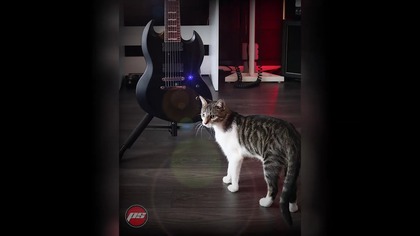 Pszezter Studio - Nauka śpiewu, emisji głosu / Nauka gry na instrumentach / Serwis gitar wszelakich.