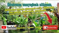 Odc-363-Odratowana waszyngtonia nitkowata.  Jaka była w czerwcu a teraz ?