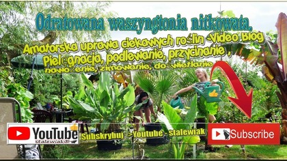 Odc-363-Odratowana waszyngtonia nitkowata.  Jaka była w czerwcu a teraz ?