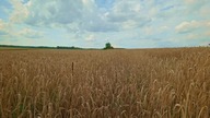 Letni dzień na polu pszenicy &mdash; szum zboża i świerszcze (relaks)