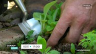 Canal+ Domo Zapowiedzi i fragmenty blok&oacute;w reklamowych 15. 04. 2021