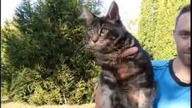 Kot Maine Coon pięciomiesięczny
