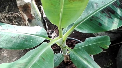 #296 Cz. 2-Banan Musa Grand Nain.  Uprawa w Polsce.