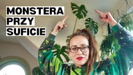 Pora wracać! Roślinne aktualizacje - Monstera przy Suficie, Zielona Ściana do Zburzenia