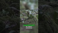 Mężczyzna nagrał leśną wróżkę!