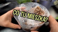BLONDI WYLINIAŁA!!  Tak samo jak skakuny i reszta  Co słychać u?