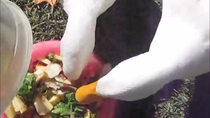 Wałbrzyskie festyniary jedzą grochówkę