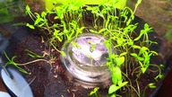 Lasius niger  // Mszycowe formikarium Cz2 // Wpadają pierwsze osobniki