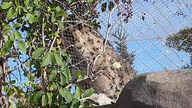Snowy Leopard (Panthera uncia) Zoo in Warsaw