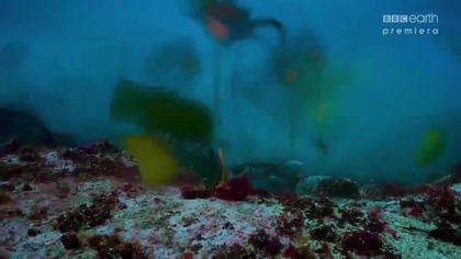 Blekitna.planeta.  II.  S01E04
