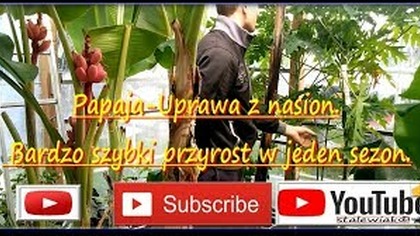 Cz. 5-#314-Papaja Uprawa z nasion, bardzo szybki przyrost w jeden sezon.  stalewiak.