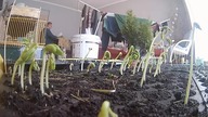 time lapse fasola