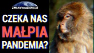 WHO bije na alarm! Małpia ospa wywołała globalny stan wyjątkowy