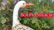 135. B&oacute;l Po Stracie....