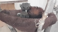 Ring-Tailed Vontsira pair sleeping, then waking up, them sleeping again  #adorable #vontsira 