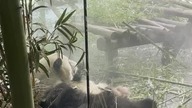 Panda Eat Bamboo #shorts