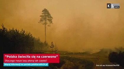 Polska świeciła się na czerwono.  Dlaczego nasze lasy płoną tak często? [KS Info]