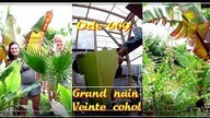 Odc-669. Cięcie musa grand nain, co u veinte cohol, banany bez nasion (sklepowe)