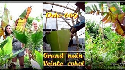 Odc-669. Cięcie musa grand nain, co u veinte cohol, banany bez nasion (sklepowe)