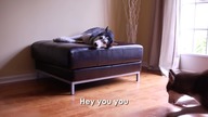 2 TALKING DOGS ARGUE - Mishka & Laika