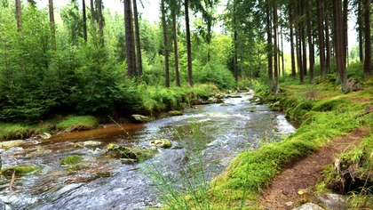 Sunlit Forest River Sounds | Gentle Stream for Positive Energy & Focus