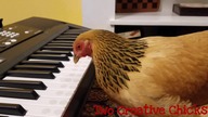 Kura która gra na keyboardzie