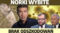 Norki wybijane, odszkodowań brak! 5 dla zwierząt wróciła?! Co z hodowlami? | M.  Miśko
