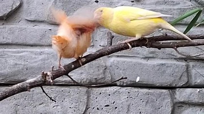 KANARKI * dokarmianie