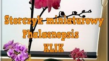 Phalaenopsis little lady-miniaturowy storczyk miniature orchid