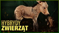 10 NAJDZIWNIEJSZYCH HYBRYD ZWIERZAT