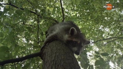 Burza.  Ożywcza siła przyrody - The Storm - Wildlife in Wild Weather (2023)