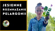Pelargonia -rozmnażanie.  Jak jesienią rozmnożyć pelargonię rabatową, bluszczolistną, wielkokwiatową?