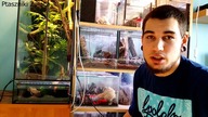 Odbieranie kokonu Lasiodora parahybana