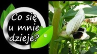 Ja i pole przełom listopada i grudnia.