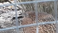 Satyr Tragopan  female/samiczka
