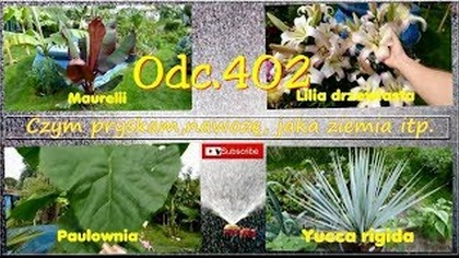 Odc. 402-Czym pryskam,nawożę rośliny, jaka ziemia, obornik, oddzielanie odrostów.
