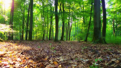 Relaxing Forest Music; Spring Bird Song ¦ ASMR, White Noise 4K