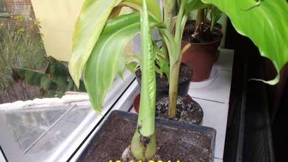 50 Początki - Alocasia x calidora .  Przyrost liścia .  ciekawerosliny.pl