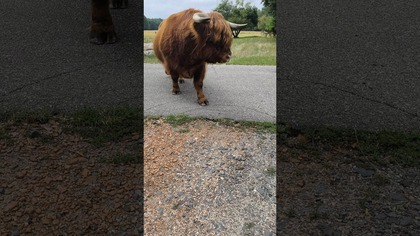 Jak mówię chodź tu Baśka to Baśka idzie.  Nieważne, że ma tonę, rogi i wygląda jak szef całej łąki